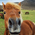 Photo Gallery of Iceland